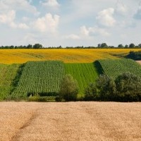 Зміни-2019: колективна власність, використання паїв та міна земельними ділянками